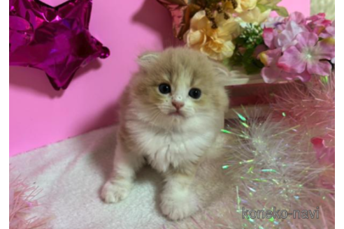 成約済の大阪府のスコティッシュフォールド(折れ耳)-68360の2枚目